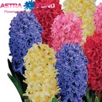 Hyacinthus orientalis gemengd 5 kleuren photo