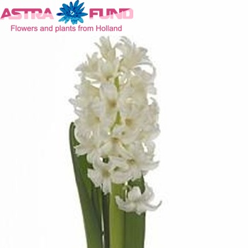 Hyacinthus orientalis 'Top White' Foto