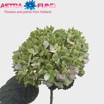 Hydrangea macrophylla 'Fantasia' (roze-groen) zdjęcie