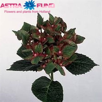 Hydrangea macrophylla 'Green Star' Foto