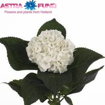 Hydrangea macrophylla Magical Pearl (wit) photo