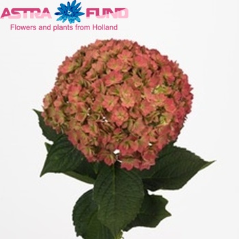 Hydrangea macrophylla You & Me Together (classic) Foto