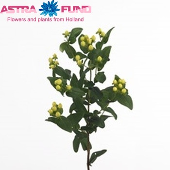 Hypericum inodorum Lemon Attraction Foto