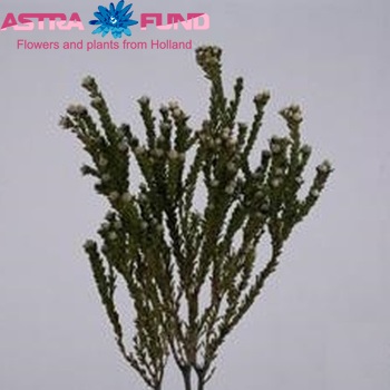 Leucadendron linifolium Foto