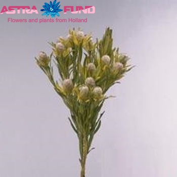 Leucadendron salignum фото