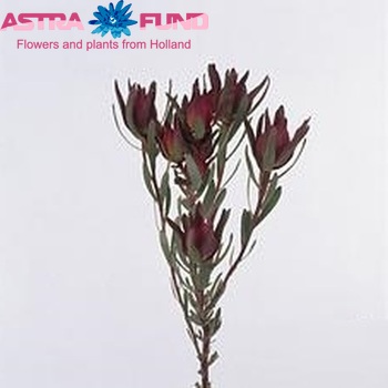 Левкадендрон salignum 'Blush' фото