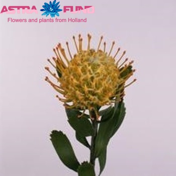 Леукоспермум (Белосемянник) conocarpodendron 'Goldie' фото