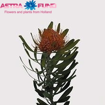 Leucospermum saxosum Foto