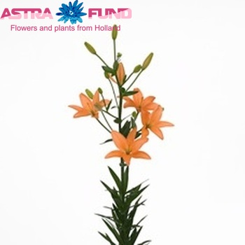Lilium Aziatische Grp 'Orange Cocotte' zdjęcie