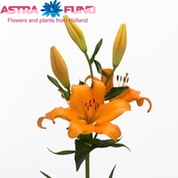 Lilium LA  'Cilesta' zdjęcie