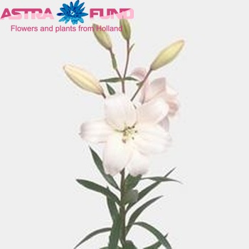 Lilium LA  'Litouwen' zdjęcie