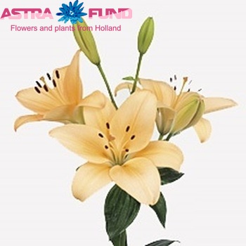 Lilium LA  'Menorca' zdjęcie