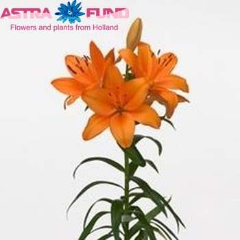 Lilium LA  'Orange Tycoon' zdjęcie