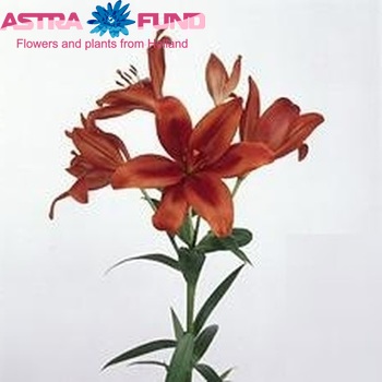 Lilium LA  'Red Alert' zdjęcie