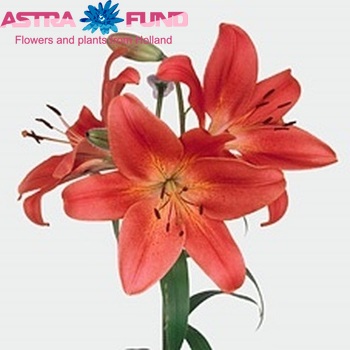 Lilium LA 'Red Planet' фото