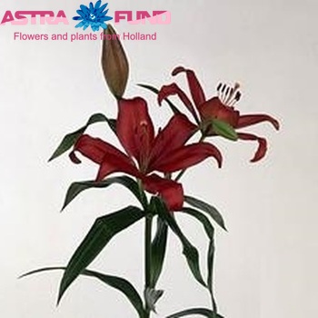 Lilium LA  'Rod?la' Foto