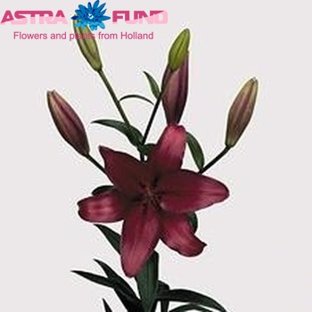 Lilium LA Grp 'Fangio' zdjęcie