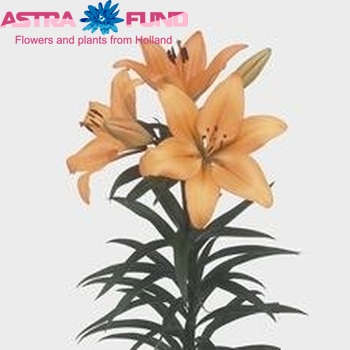 Lilium LA 'Indian Diamond' zdjęcie