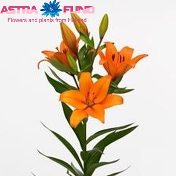 Lilium LA 'Nemo' foto