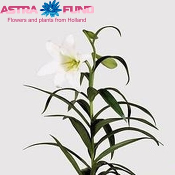 Lilium longiflorum Magie Blanche photo