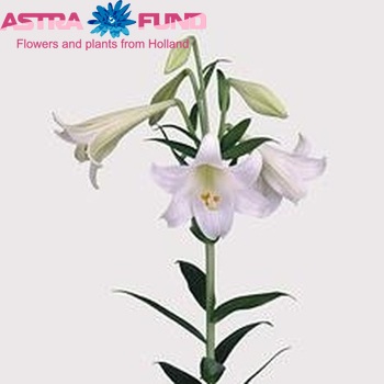 Lilium longiflorum 'White Fox' foto