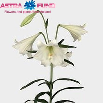 Lilium longiflorum 'White Magic' zdjęcie