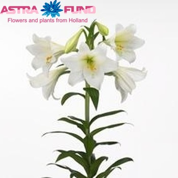 Lilium longiflorum 'White Sensation' zdjęcie