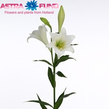 Lilium longiflorum 'White Tower' foto