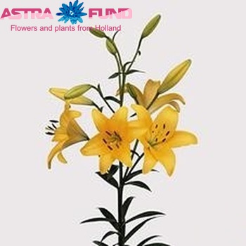 Lilium Longiflorum x Aziatische Grp 'Aladdin's Dazzle' Foto