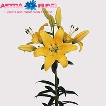 Lilium Longiflorum x Aziatische Grp 'Aladdin's Glow' фото