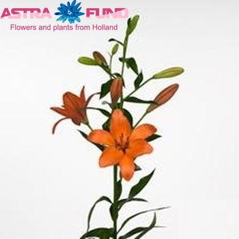 Lilium Longiflorum x Aziatische Grp 'Amateras' foto