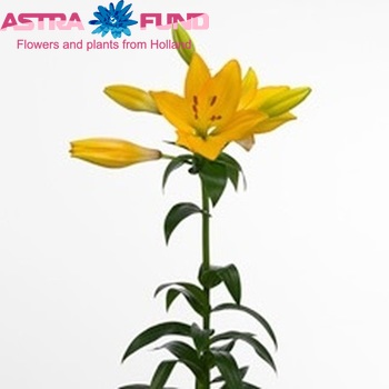 Lilium Longiflorum x Aziatische Grp 'Beau Soleil' фото