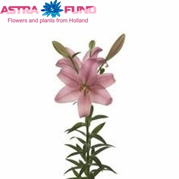 Lilium Longiflorum x Aziatische Grp 'Birgi' photo