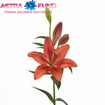 Lilium Longiflorum x Aziatische Grp 'Carmine Diamond' zdjęcie