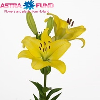 Lilium Longiflorum x Aziatische Grp 'Cartesio' foto