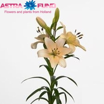 Lilium Longiflorum x Aziatische Grp 'Champagne Diamond' foto