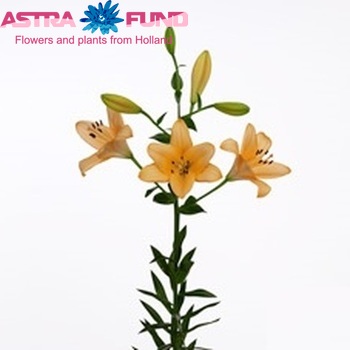 Lilium Longiflorum x Aziatische Grp 'Digital Globe' foto