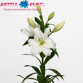 Lilium Longiflorum x Aziatische Grp 'Donatello' Foto