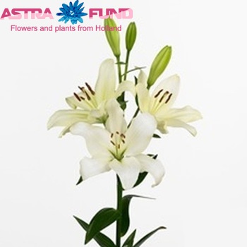 Lilium Longiflorum x Aziatische Grp 'Helmar' Foto