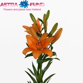 Lilium Longiflorum x Aziatische Grp 'Honesty' zdjęcie