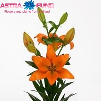 Lilium Longiflorum x Aziatische Grp 'Hyde Park' zdjęcie