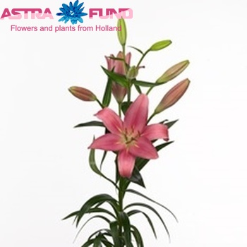 Lilium Longiflorum x Aziatische Grp 'Indian Summerset' фото