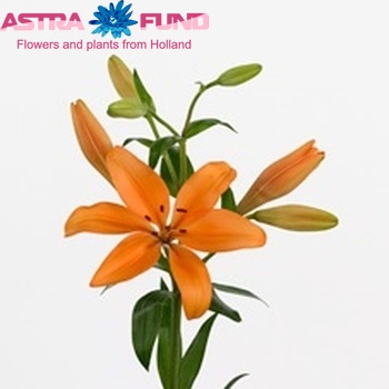 Lilium Longiflorum x Aziatische Grp 'Kalahari' zdjęcie