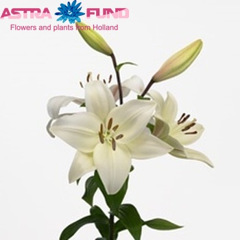 Lilium Longiflorum x Aziatische Grp 'Kingdom' zdjęcie