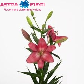 Lilium Longiflorum x Aziatische Grp 'Koures' photo