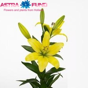 Lilium Longiflorum x Aziatische Grp 'Lecco' foto