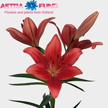 Lilium Longiflorum x Aziatische Grp 'Manhattan' Foto