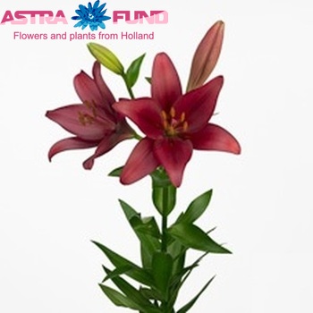 Lilium Longiflorum x Aziatische Grp 'Noranda' Foto