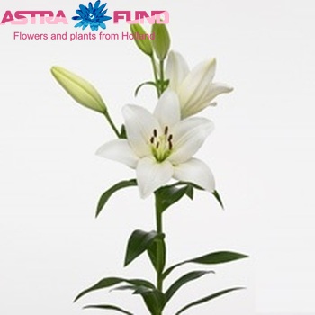 Lilium Longiflorum x Aziatische Grp 'Nova Scotia' Foto