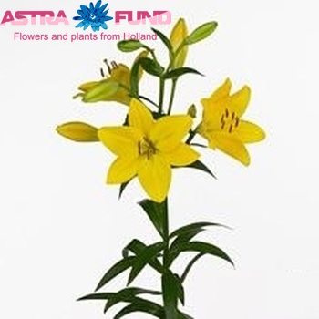 Lilium Longiflorum x Aziatische Grp 'Orriolo' фото